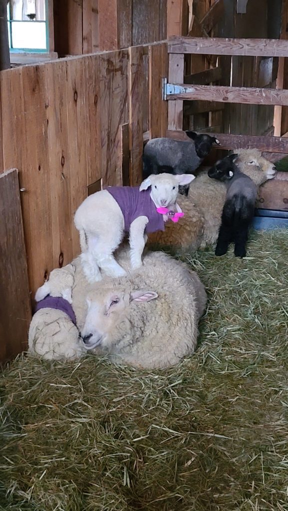 Adopt-a-lamb-Wrinkle-in-Thyme-Farm