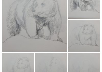 bear sketches Hillary Dow