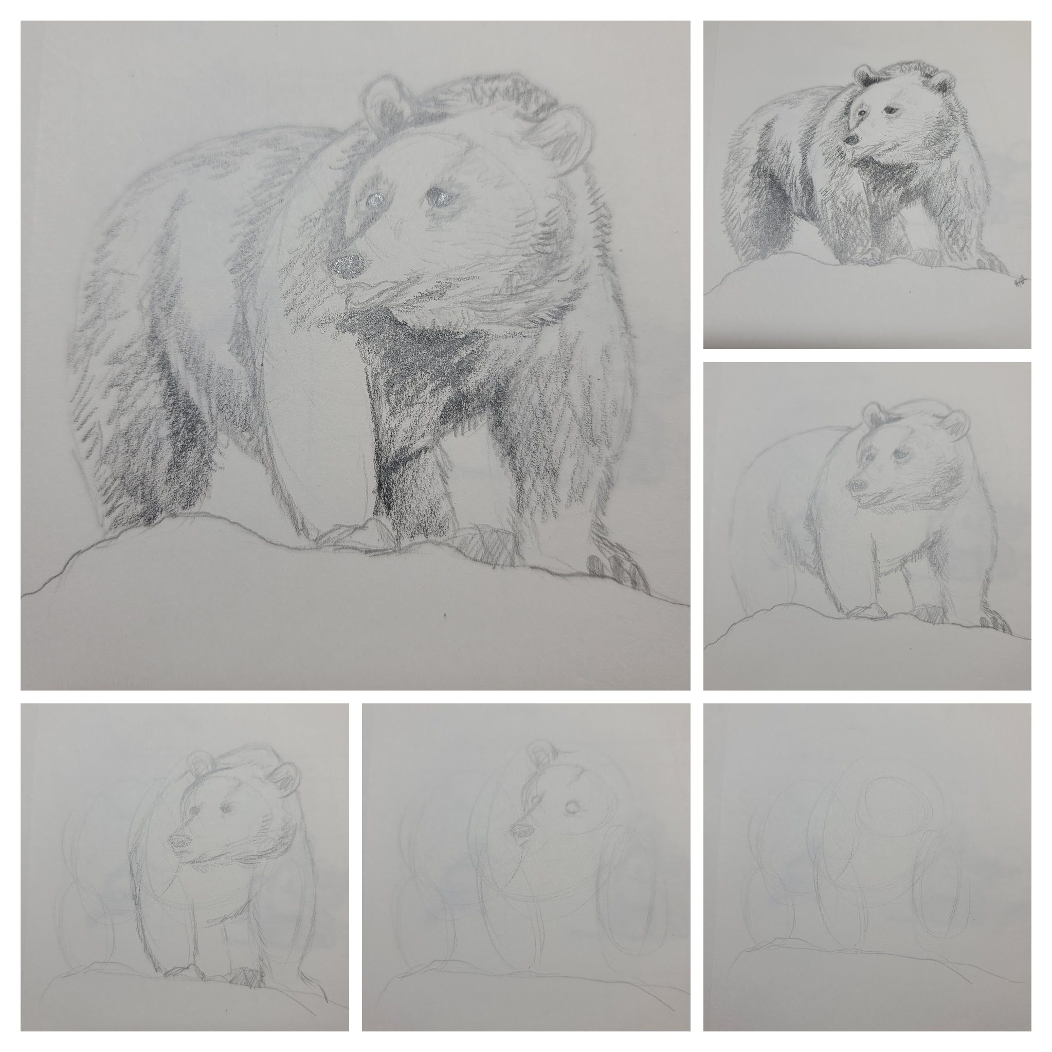 bear sketches Hillary Dow bear sketches Hillary Dow